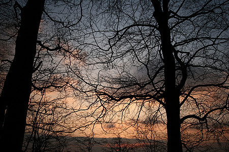 森林树干自然树木太阳地面线条图形化日落分支机构风景背景图片