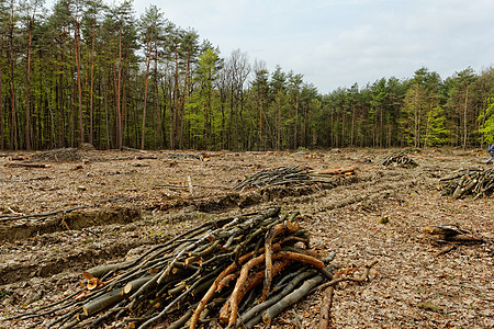 砍伐森林和伐木天空木材日志季节林业损害收成树干树桩风景图片