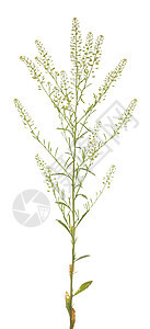 Tlaspi 静脉喷发叶子杂草花序白色宏观种子植物群植物野花图片