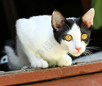 泰泰铢动物猫科宠物猫咪眼睛虎斑毛皮小猫胡须图片