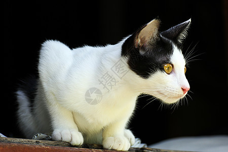 泰泰铢胡须眼睛小猫宠物猫咪毛皮猫科动物虎斑图片