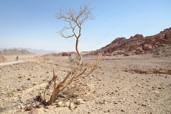 以色列沙漠中的干古柯树(drycacia)图片