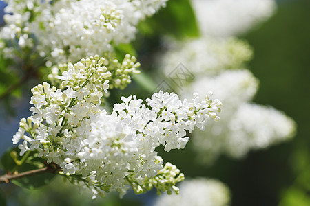 白银阳光季节宏观植物花园叶子绿色衬套图片