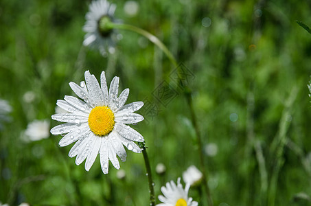 与水滴的间隔季节雏菊花园洋甘菊太阳场地草本植物花瓣环境阳光图片