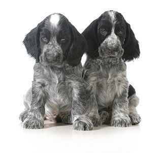 两只小狗家畜群体黑色主题动物工作室脊椎动物犬类白色生物图片