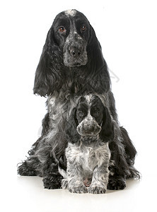 狗妈妈和小狗宠物猎犬工作室家畜白色哺乳动物家族黑色动物生物图片