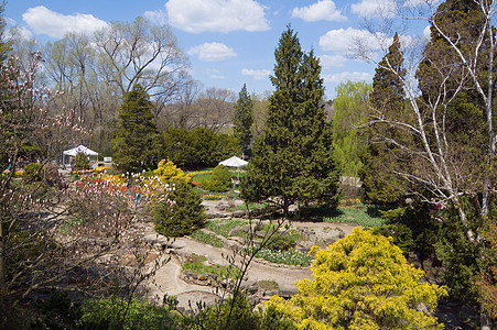 春季春天郁金香红色绿色太阳草地花园黄色白色公园图片