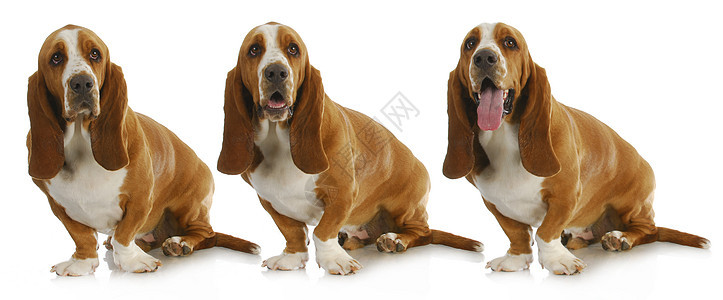 Basset 猎犬脊椎动物生物主题动物宠物情感棕色哺乳动物犬类工作室图片
