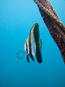 蝙蝠鱼和绳索潜水运动学校风景生物学假期游泳海洋旅游水域图片