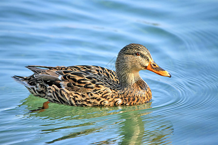 女性野鸭海浪游泳脊椎动物野生动物鸟类学池塘羽毛荒野反射水禽图片