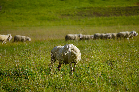 羊团体场地羊肉草地羊毛高山乡村牧场农田国家图片