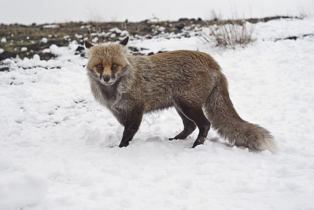 雪中红狐狸眼睛动物荒野捕食者警报野生动物橙子陷阱天气猎人图片