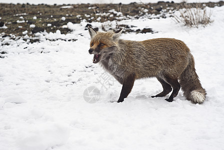 雪中红狐狸犬类哺乳动物野生动物警报红狐天气沙丘捕食者猎人手表图片