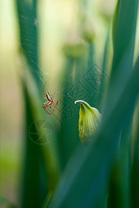 特写蜘蛛草地季节动物蜘蛛网绿色荒野叶子宏观花园场地图片