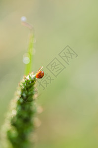 植物上的小小虫瓢虫橙子昆虫植物群漏洞野生动物宏观图片