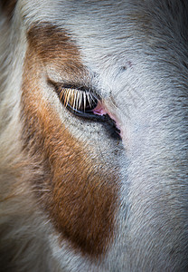 驴眼棕色头发创造力场地绿色眼睛工作耳朵动物农村图片