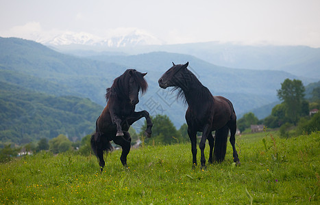 两只黑种马在牧场上情绪农业畜牧业良种斗争山脉农场草地动物黑色图片