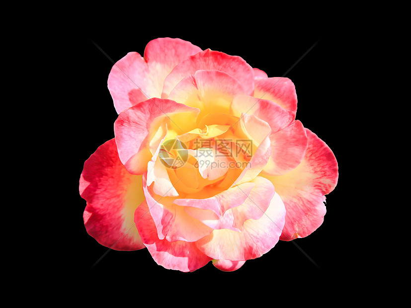 在黑色背景上分离的粉红玫瑰花图片