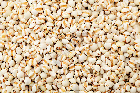 coixseed 背景直素大麦珍珠种子求职者眼泪友友民谷物食物工作图片