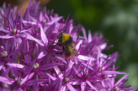 大黄蜂在寻找花粉图片