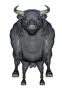 侵略性公牛活动黑色突击喇叭农场攻击农业计算机尾巴哺乳动物图片