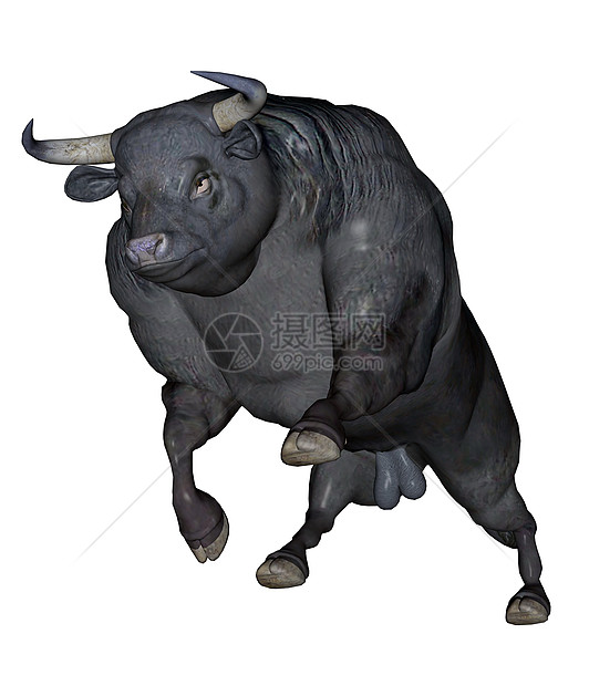 侵略性公牛哺乳动物斗牛传统驾驶荒野黑色牧场收费奶牛尾巴图片