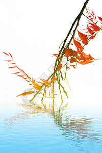 红叶晴天季节性红色阳光叶子橙子枫树蓝色季节装饰品图片