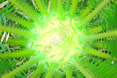 绿棕榈树植物叶子生活绿色白色热带生长衬套植被植物群图片