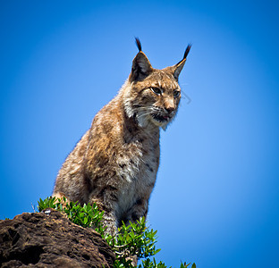 Lynx 语言毛皮黄色猎人绿色野生动物头发野猫荒野森林动物图片