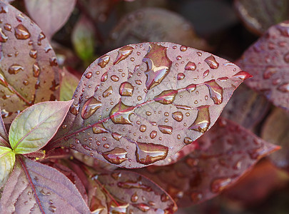 紫色叶子上的水滴春天高清图片素材
