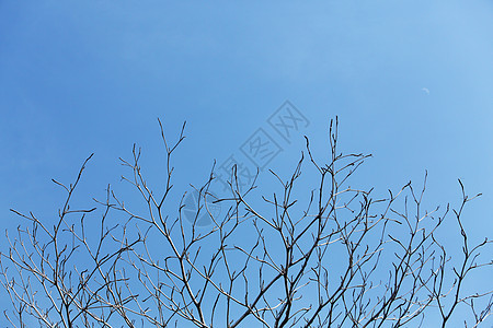 树枝和天空黑色蓝色墙纸森林植物木头数字图片