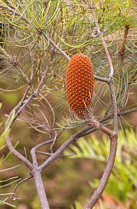 单一直立的松果针叶植物群棕色植被季节杉木植物叶子锥体图片