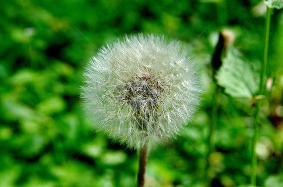 达当量场景植物植物群宏观季节天空生长草地美丽植物学图片