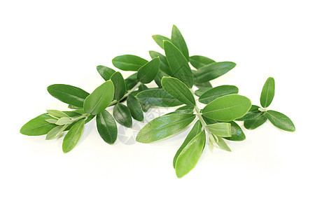 橄榄枝分支机构补充白色食物营养绿色图片