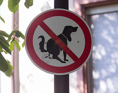 在德国签署禁止在街头浪费狗的禁令图片
