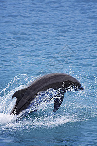 多尔芬野生动物灰色喜悦蓝色哺乳动物海洋荒野游泳游泳者生活图片