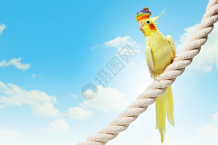 帽子上有趣的鹦鹉情调动物异国橙子荒野合成热带蓝色鸟类电缆图片