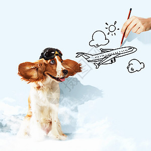 有趣的西班牙狗狗飞机斑点动物食肉魅力头发猎犬英语眼睛飞行员图片