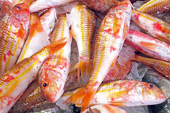 黑肚鱼在鱼市中玫瑰鱼海鱼红鱼食物栖息海鲜瑰鱼图片