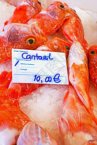 黑肚鱼在鱼市中玫瑰鱼栖息食物海鲜红鱼海鱼瑰鱼图片