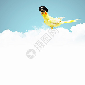 试用帽子中的鹦鹉运输打扮动物鸟类喷射蓝色动物群金刚鹦鹉翅膀飞机图片
