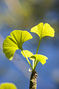 Ginkgo 比洛巴银杏树叶子花园蓝色植物群花艺宏观植物树叶绿色图片