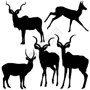 Antelope 太阳光环动物野生动物跳羚哺乳动物荒野剪影黑色插图图片