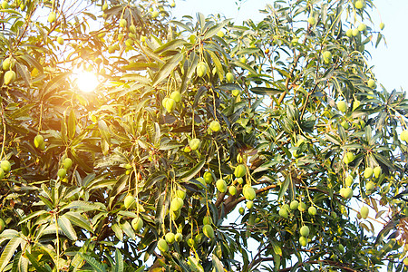 缅甸芒果芒果在树上生长季节粮食水果生产栽培农业叶子花园热带背景