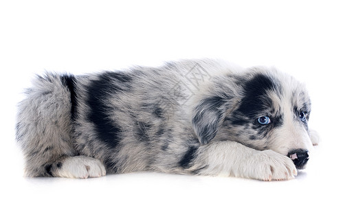 小小狗边框 collie灰色陨石色牧羊犬白色犬类蓝色动物小狗黑色宠物背景图片