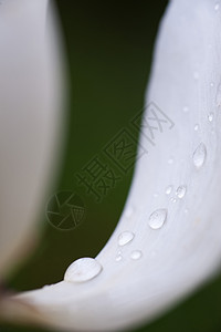 鲜花新芽植物水滴生长静脉叶子雨滴花瓣花园植物群环境图片