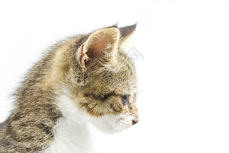 猫类动物工作室友谊哺乳动物小猫猫科动物毛皮宠物主题尾巴背景图片