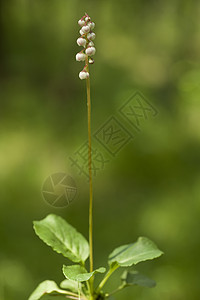 皮罗拉宏观背景花序蹄草叶子白色植物群野花性质植物背景图片