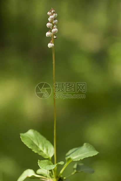 皮罗拉宏观背景花序蹄草叶子白色植物群野花性质植物图片