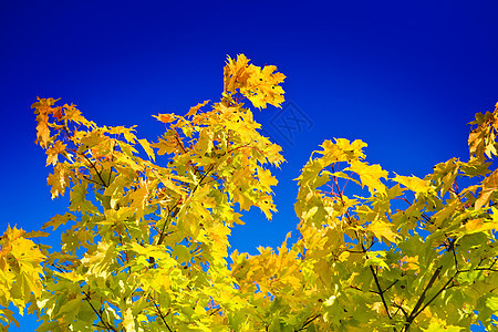 秋天的黄色树叶图片